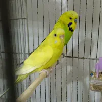 مرغ عشق معمولی و انگلیسی