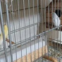 فنج گلدین|پرنده|چهارباغ, |دیوار