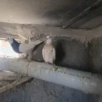 کبوتر|پرنده|سنندج, |دیوار