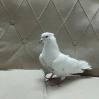 کفتر|پرنده|کرج, خرمدشت|دیوار