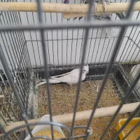 عروس هلندی|پرنده|یزد, |دیوار