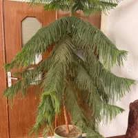 کاج مطبخ