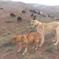 سگ سرابی نر سه ساله