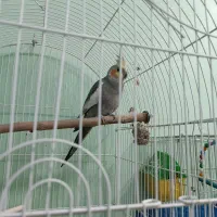 فروش یک جفت عروس هلندی مولد با 9 عدد جوجه