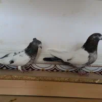 کبوتر کله ای وتکدوم