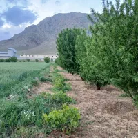 باغ بادام پوست کاغذی دولت آباد صحنه آبیاری قطره ای|فروش دفتر صنعتی، کشاورزی، تجاری|صحنه, |دیوار