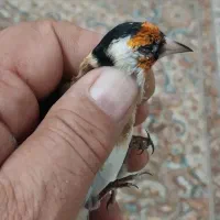 سهره نرگل بلند