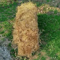 ۷۰ عدد کاه برنج