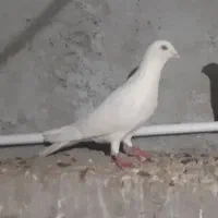 کفتر سفید نرمست