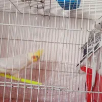 عروس هلندی|پرنده|بیرجند, |دیوار