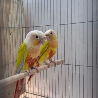 ردچیک راهب شاه طوطی گرینچیک|پرنده|مشهد, فاطمیه|دیوار