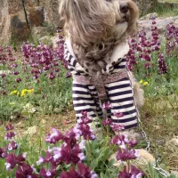 پودل تریر|سگ|تهران, الهیه|دیوار