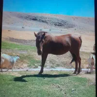 خرید فروش اسب پالونی بارکش از ۱۰ تا ۴۰