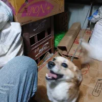 سگ پاکوتا.   کشف توس ۳۳