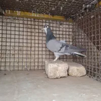 دمگیر|پرنده|خمینی‌شهر, |دیوار