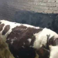 دو راس گوساله سمینتال|حیوانات مزرعه|سنندج, |دیوار