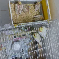 جفت عروس هلندی  با ۴ جوجه