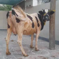 ماده گاو همدانی