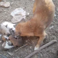 توله پاپی تیز هوش زرنگ|سگ|تربت جام, میان جام|دیوار