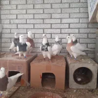 تعداد ۹ عددطوقی طبق عکس