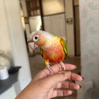 طوی گرینچیک دستی به همراه دونه ها و‌مکمل هاش