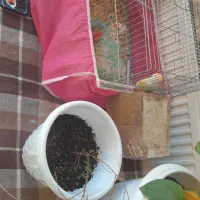 کوتوله برزیلی|پرنده|فولادشهر, فولادشهر|دیوار