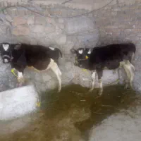 دو راس گوساله نر صنعتی