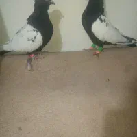 نروماده سینه سیاه کاکلی|پرنده|تربت‌حیدریه, حاجی یار‎|دیوار