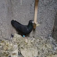 آلمانی سفید زاغ