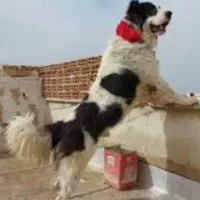 سگ  نر قهدریجانی