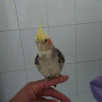 عروس هلندی|پرنده|حمیدیا, |دیوار