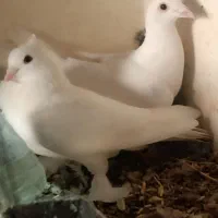 کبوتر سفید پرنده