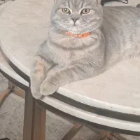 گربه|گربه|مهریز, |دیوار