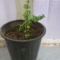 گل طبیعی|گل و گیاه طبیعی|بیرجند, |دیوار