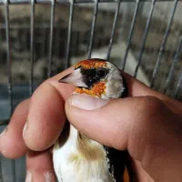 قناری و سهر.ه