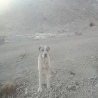 توله‌ها سرابی افغان