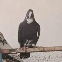 ماده پلنگ