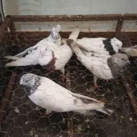 20عددکبوتر سرحال