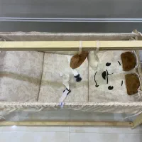 بانوچ در حد نو