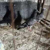 سه تا جوجه همه چی تموم