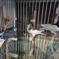 کبوتر سینه دمبی شهری|پرنده|شیراز, چوگیاه|دیوار