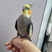 عروس هلندی نر  دستی فول سخنگو مولد