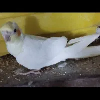 انواع عروس هلندی فروشی|پرنده|بافق, |دیوار