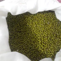 ماش تازه و تمیز