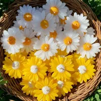 شمع گل|عمده‌فروشی|داراب, |دیوار