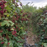 بوته تمشک اصلاح شده بدون خار|خدمات باغبانی و درختکاری|تولم شهر, |دیوار