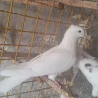 کفتر