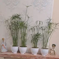نخل مرداب|گل و گیاه طبیعی|تهران, قیطریه|دیوار