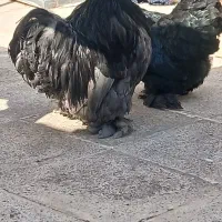 مرغ و خروس|حیوانات مزرعه|نسیم‌شهر, |دیوار