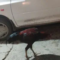 خروس لاری|حیوانات مزرعه|نگین شهر, |دیوار